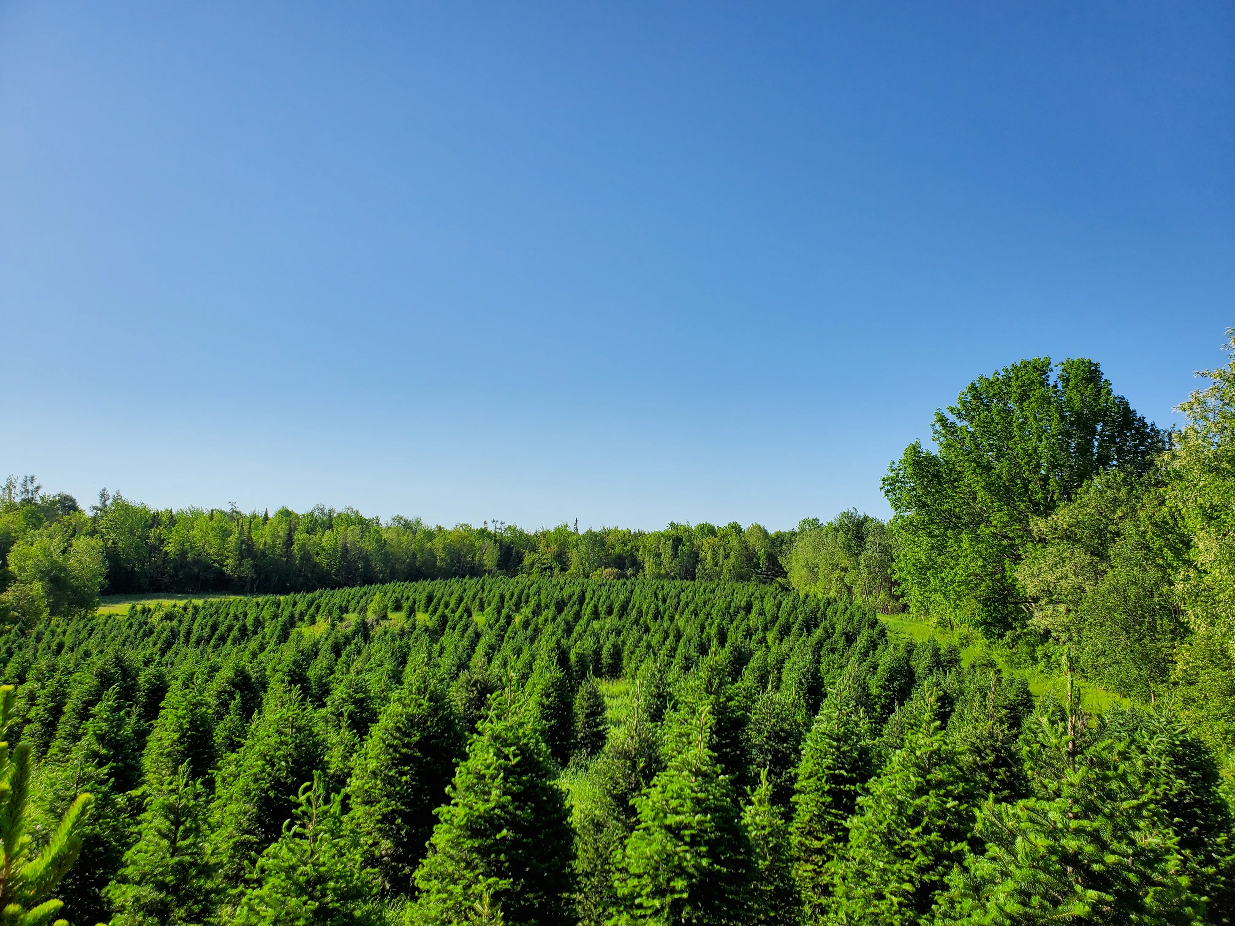 Vue de la Plantation Bernier