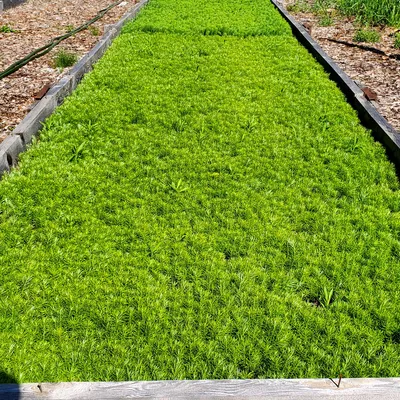 Début en pépinière