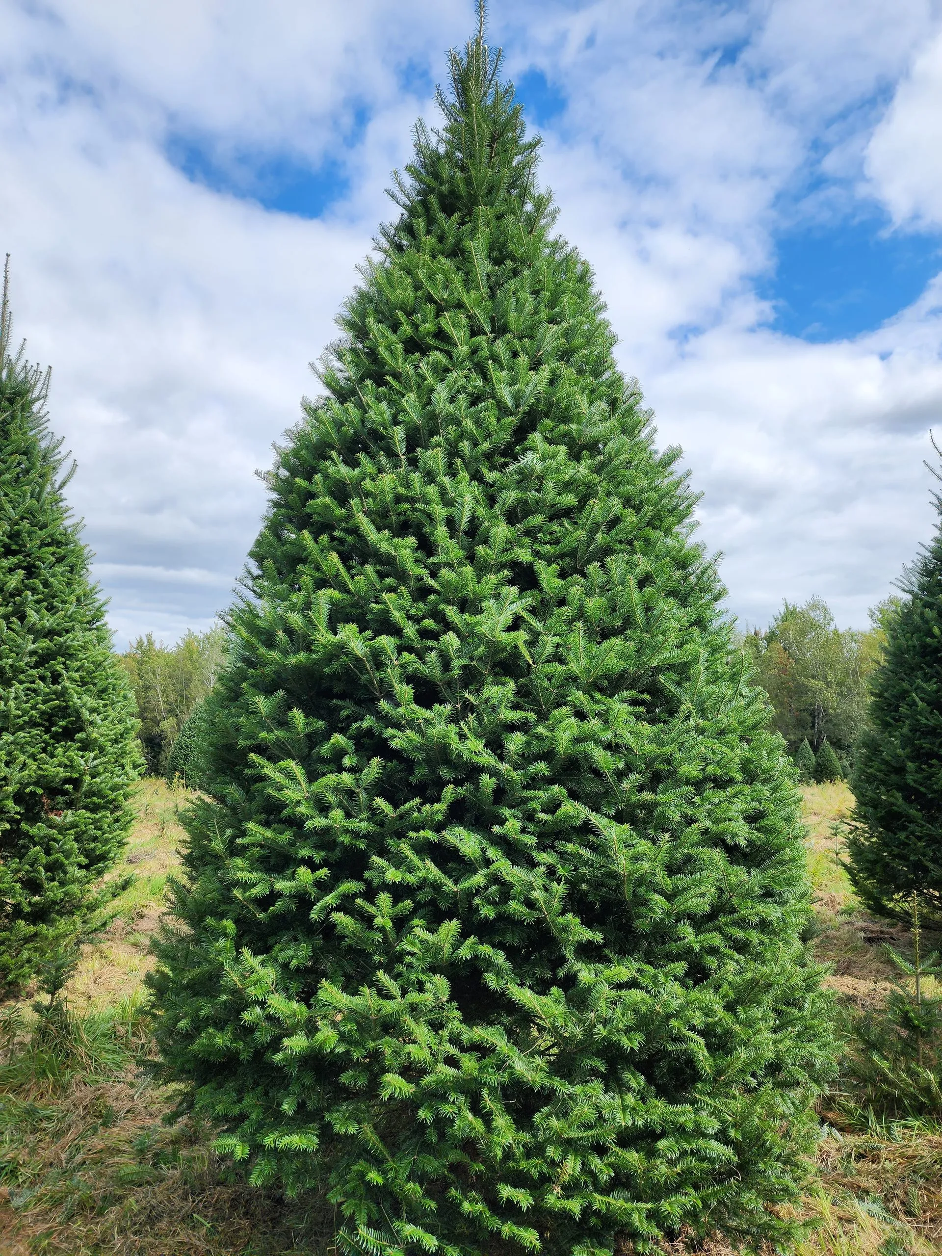 Beautiful tree from Plantation Bernier