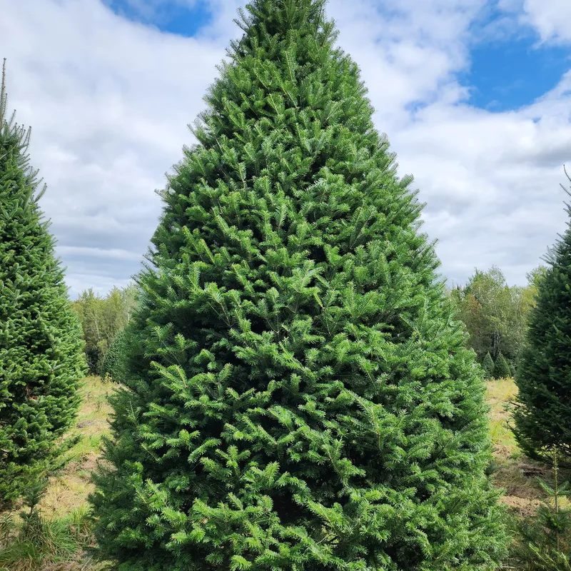 Magnifique sapin de la Plantation Bernier