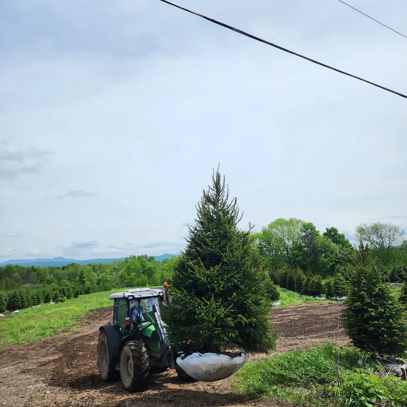 Vue de la plantation