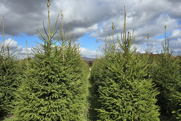 Épinette de Norvège