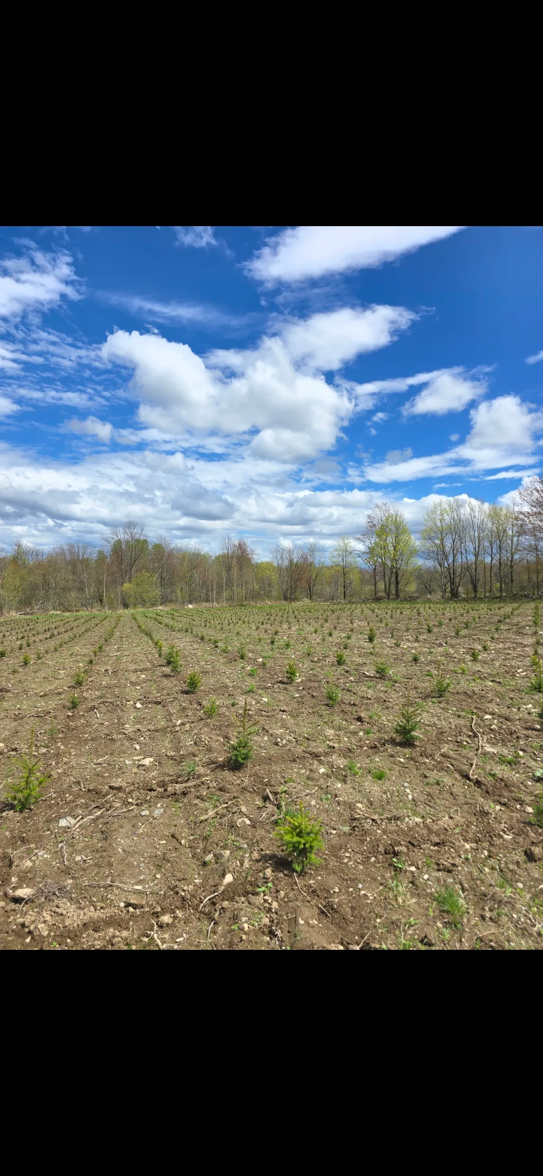 Épinette de Norvège